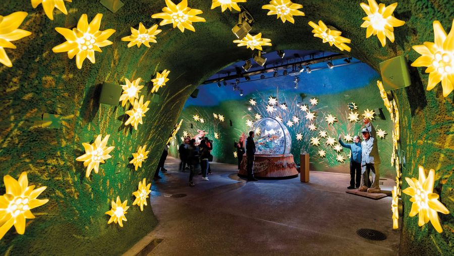Erlebnisrundgang durch grünen Tunnel mit leuchtenden Edelweissen auf dem Jungfraujoch