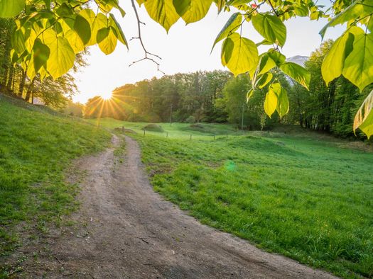 Sonnenaufgang über einer malerischen Wiese in Waldnähe