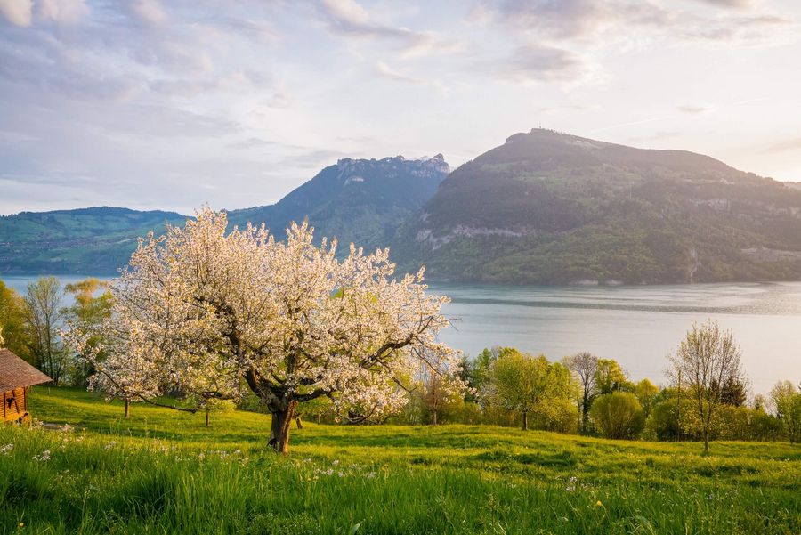 Frühling am Thunersee - 2